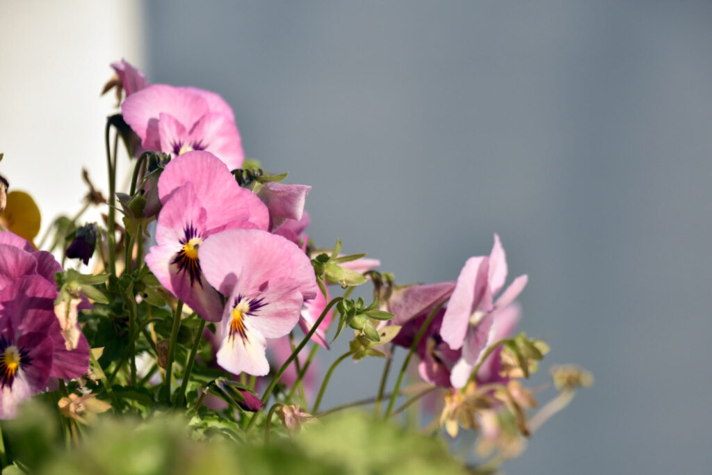 年末年始のお休みのお知らせ